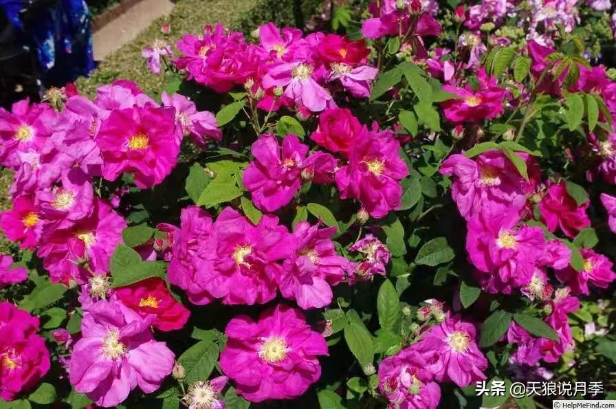 怦然心动的万人迷月季，原来从它而来（二）
