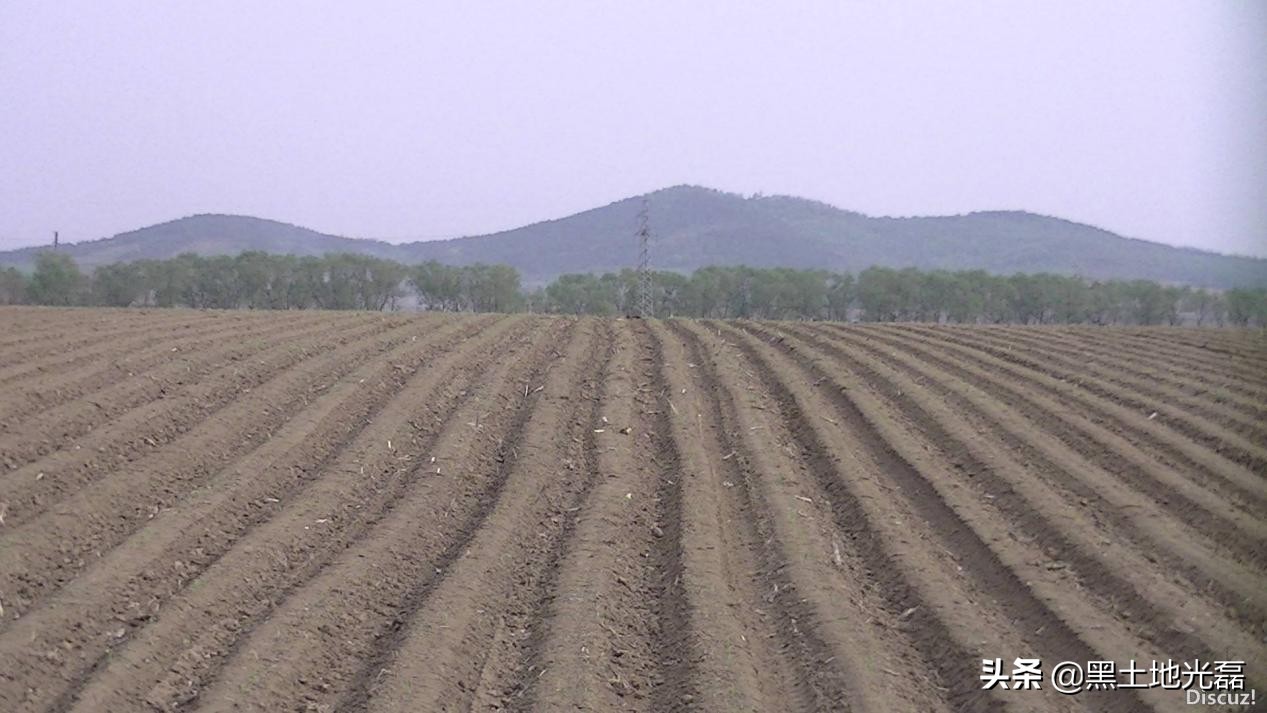 20块钱一袋的玉米种,20元一袋玉米