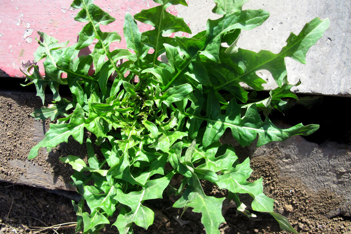 春暖花开时的相思,春暖花开都出来找荠菜