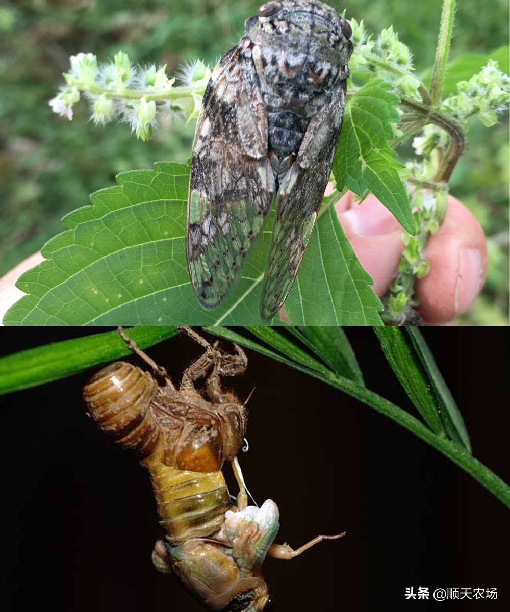家庭常见十大害虫,10种家里常见害虫
