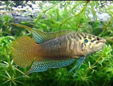 圆尾斗鱼能和泰国斗鱼杂交吗,圆尾斗鱼观赏鱼