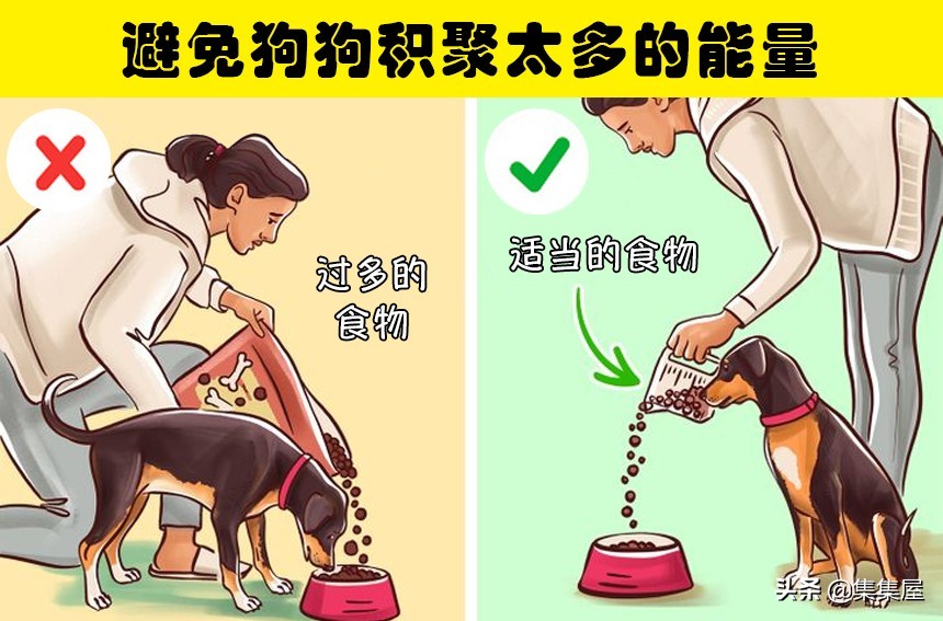 如何引导狗狗适应牵引绳,狗狗牵引绳太大了怎么办