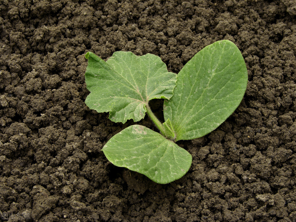 南瓜种植的注意事项有哪些,南瓜什么时候种植最合适呢