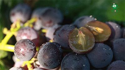 巨峰葡萄在中国的历史,巨峰葡萄谁引进