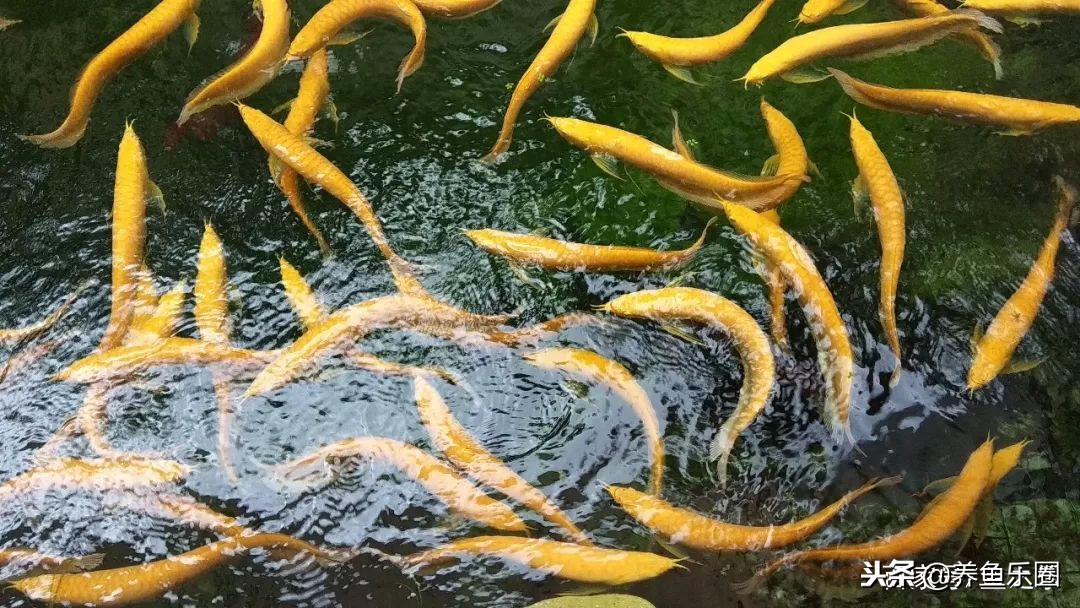 这位土豪家的渔场，光滤材就花了500多万，你确定不要见识一下？