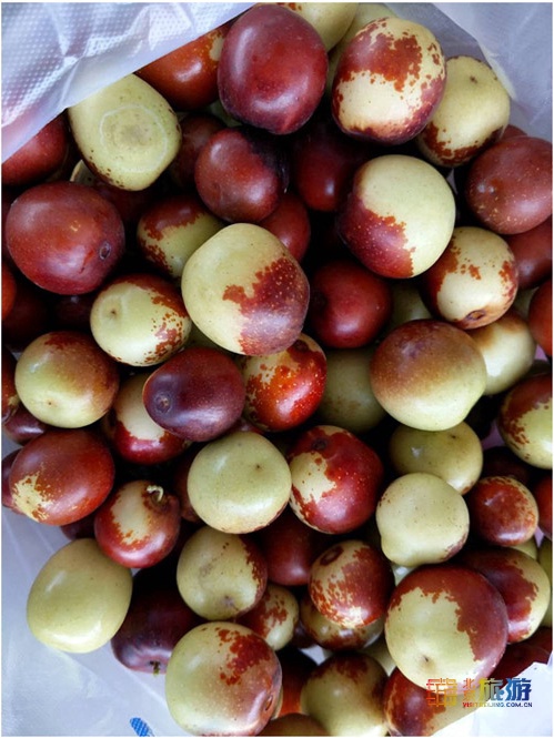 今年多雨水，枣子珍贵的很~京城这几家枣园留住了秋日的甜蜜