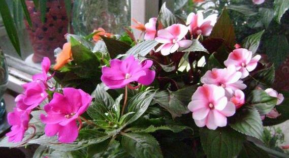 盆栽凤仙花好养,凤仙花怎么养盆栽