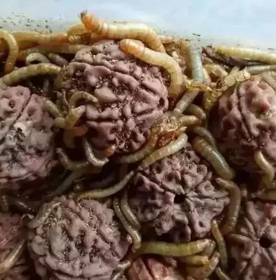 手串有白色小虫子,手串长虫子是什么原理