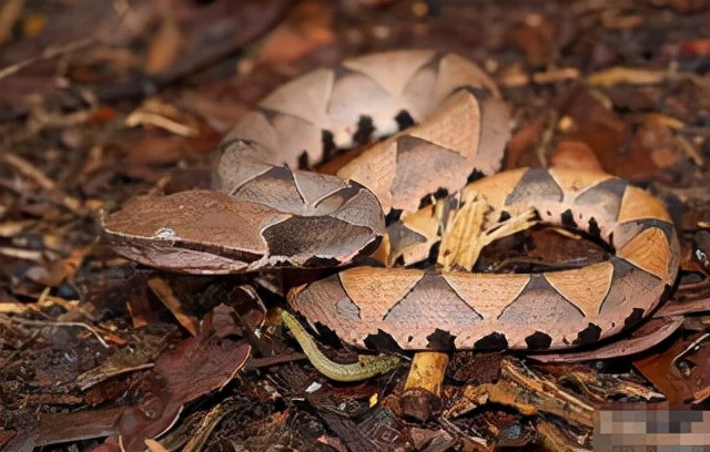 尖吻蝮为什么烂肉,尖吻蝮烂肉王能吃吗