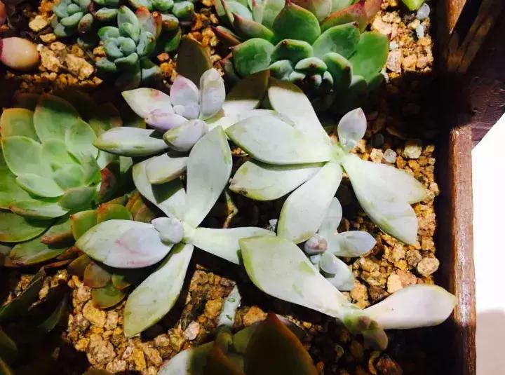 多肉求救信号有哪些,冬天多肉防寒知识