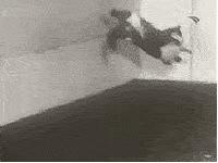 猫也曾上过太空？全世界仅有一只，还是黑猫警长同款