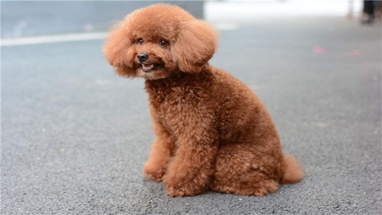 了解这几个知识，你会跟泰迪相处得更愉快