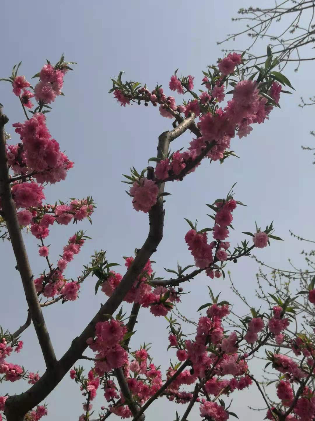 思君古诗词,思君诗歌曲大全