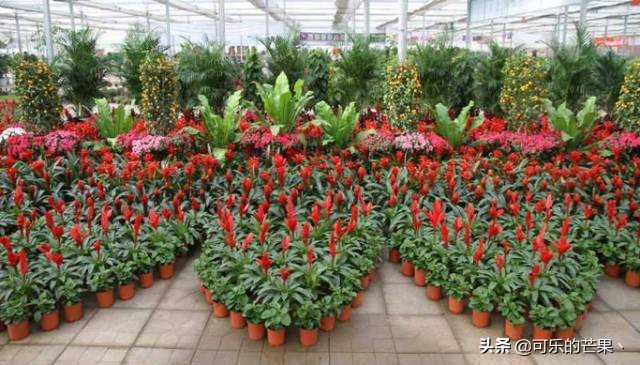 2022石家庄年货市场有几家 (带你走进石家庄批发市场)