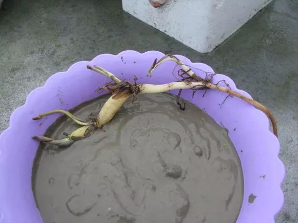 农村旧水缸种荷花,院子里老水缸种荷花