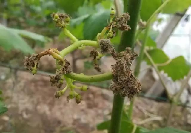 大棚葡萄灰霉用什么药防治,葡萄春季如何防治灰霉病