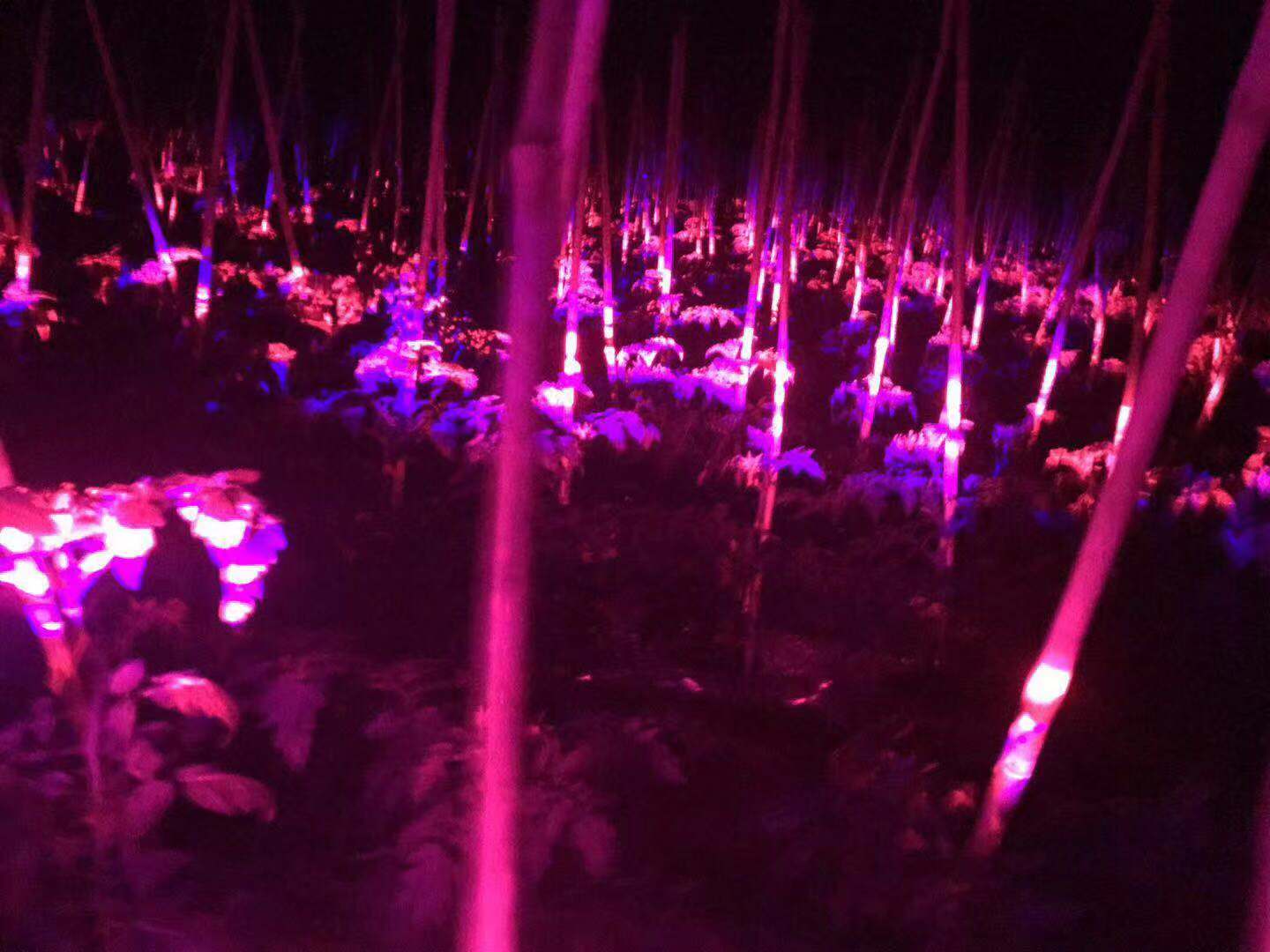 多少灵芝能出一斤孢子粉,灵芝孢子粉野生与种植比较