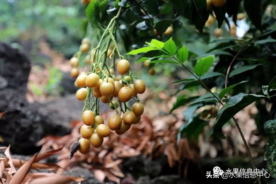 水果天堂：海南水果品种及上市时间表
