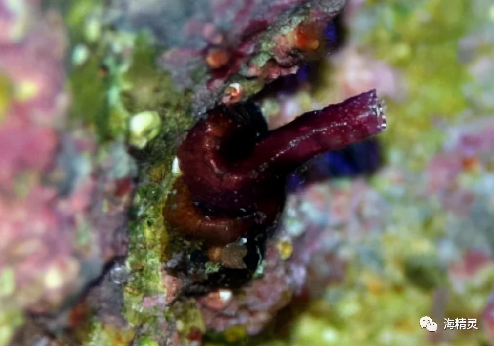 活石上不请自来的“偷渡客”，你们都是谁？