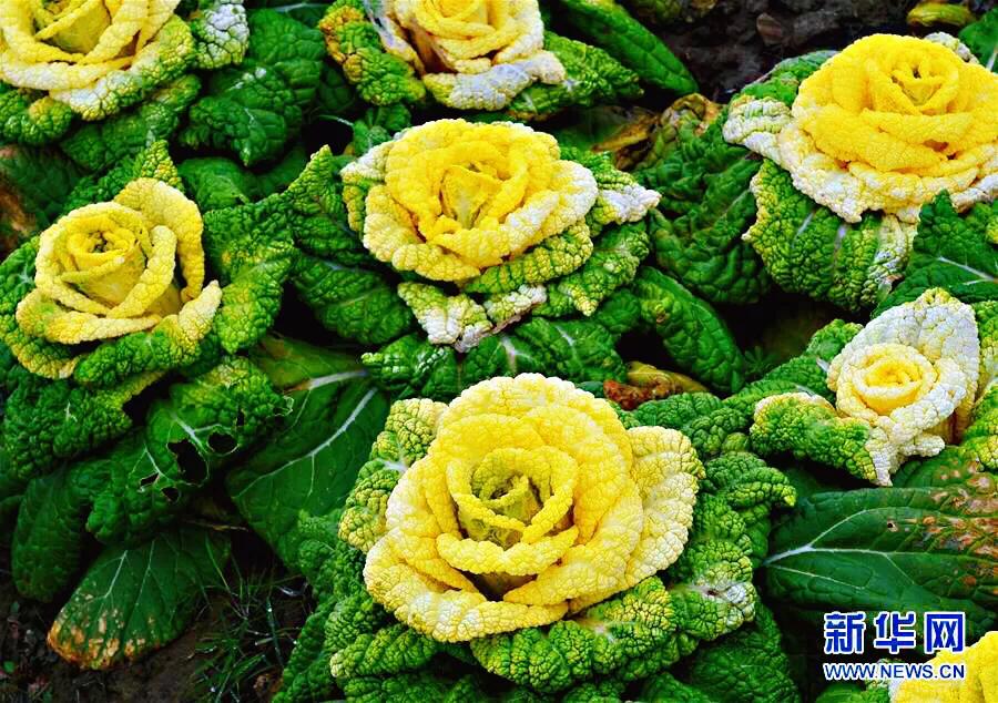 红玫瑰白菜,玫瑰花一样的白菜