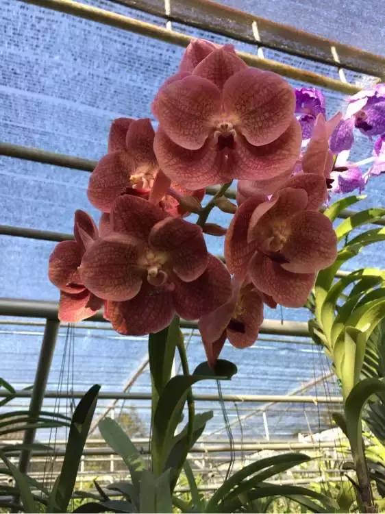 哪种兰花易开花又好养,最容易开花的兰花一年开多次