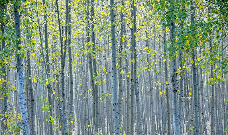 农村庭院树木栽什么好,农村庭院种植什么树好