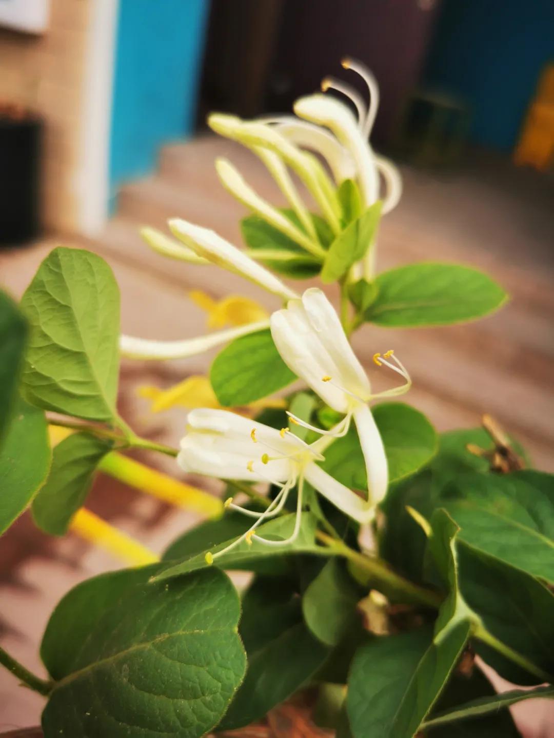 郑州郑上路小学,郑州市中原区郑上路小学