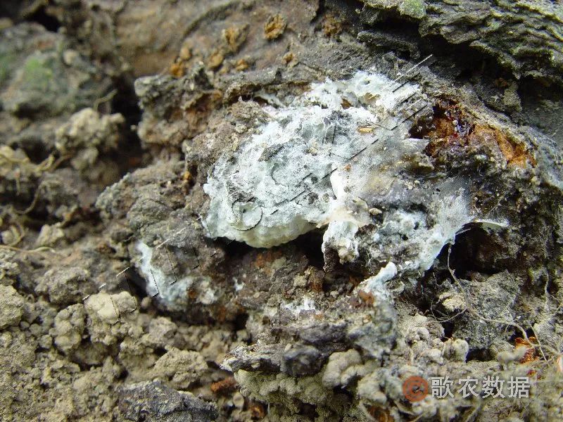 桃树叶片发黄常见原因及解决措施