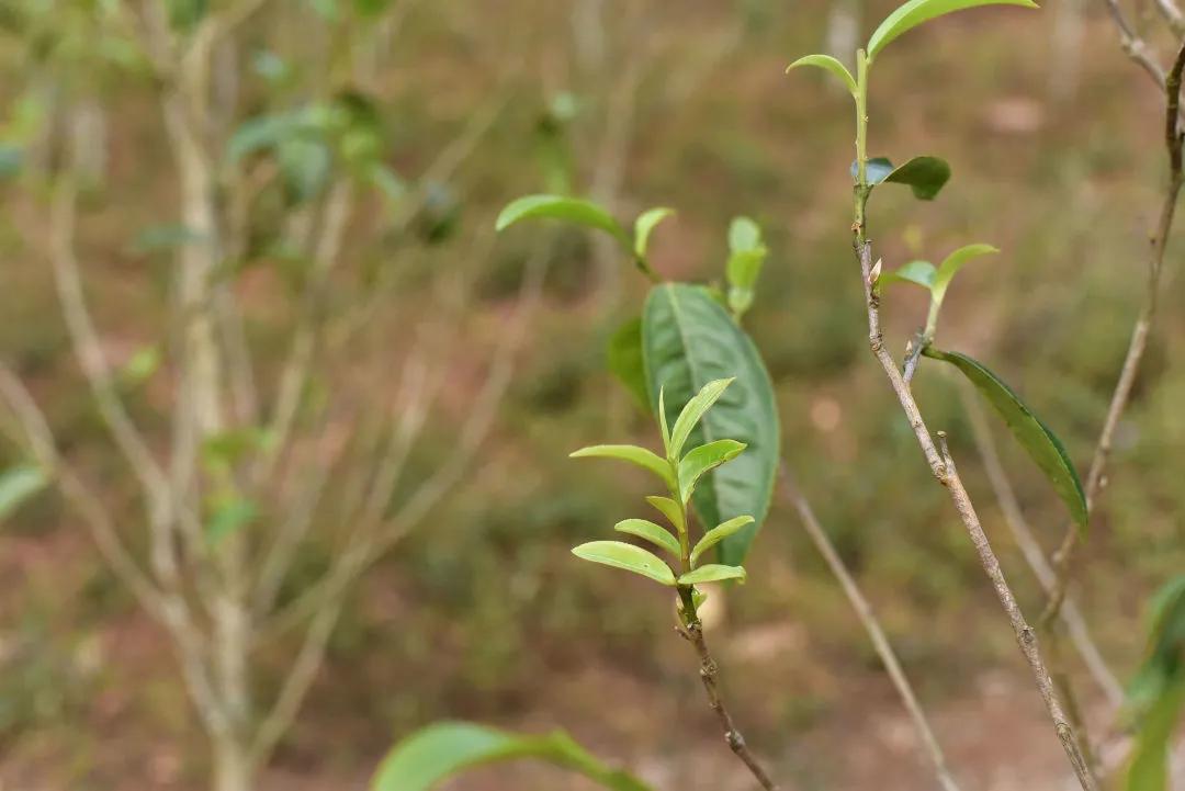 冰岛班章易武黄金叶,班章冰岛黄金叶