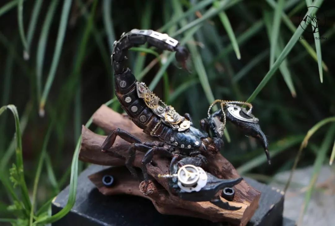 95后小伙离世捐献器官救了5人,95后小伙昆虫标本