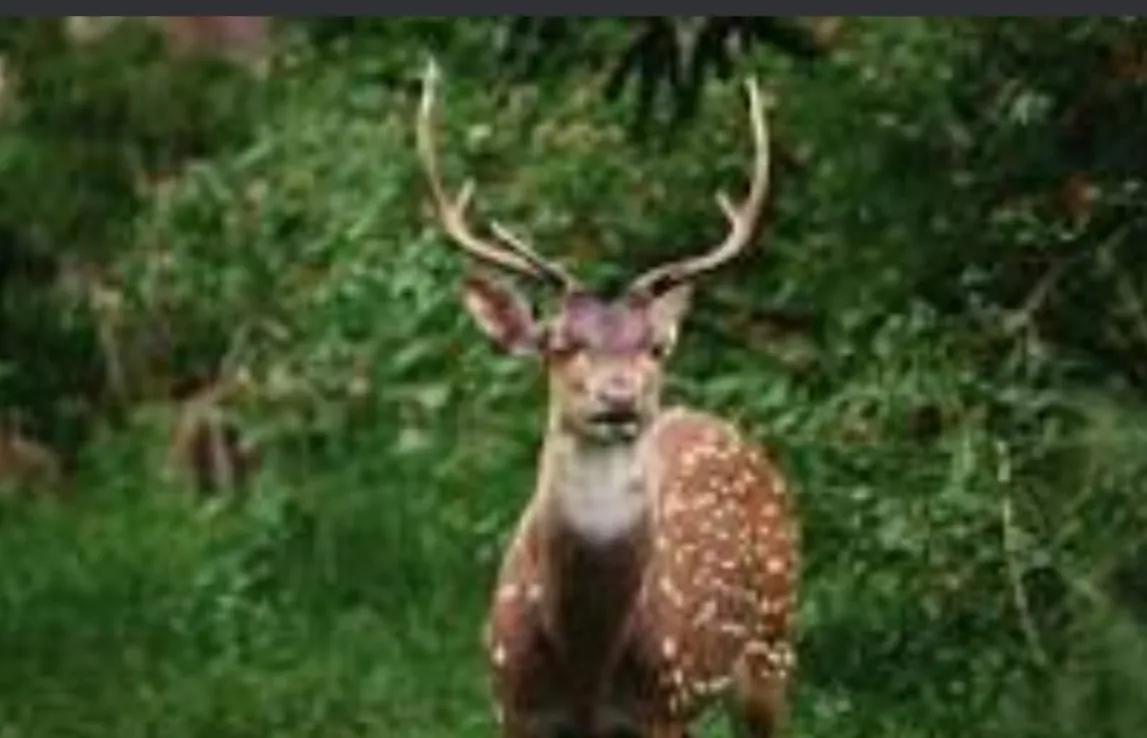 收容所动物安乐死,动物安乐死啥原理