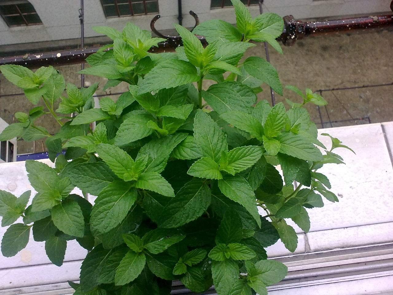 空气净化器生物杀菌,只除粉尘的空气净化器