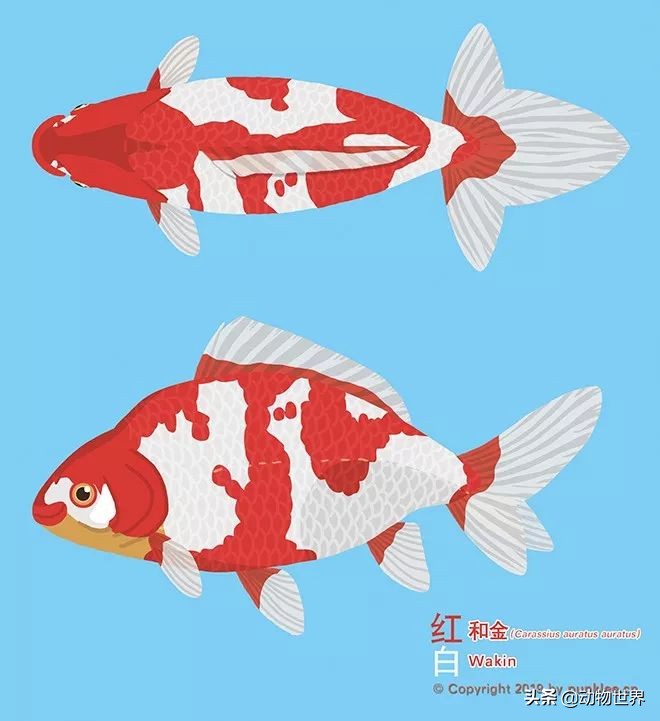 金鱼品种和金鱼图片,金鱼大体型的品种
