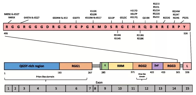基因敲除小鼠回交,基因敲除小鼠流程