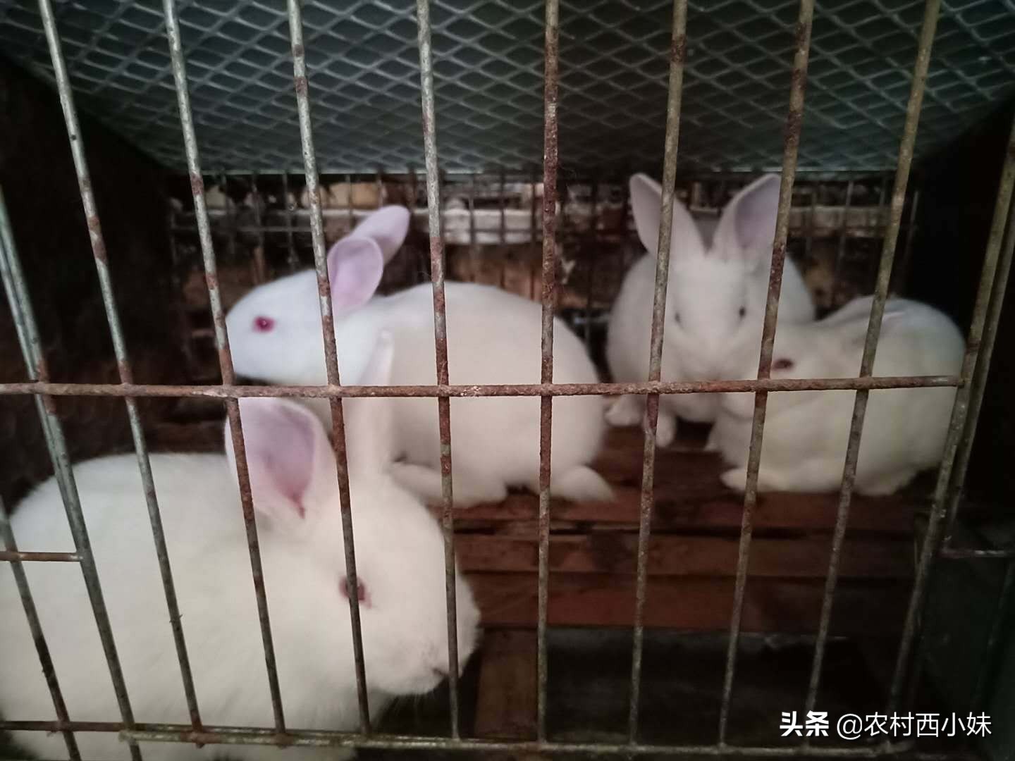 兔子感冒会传染给大人吗,家里的宠物兔子感冒怎么办