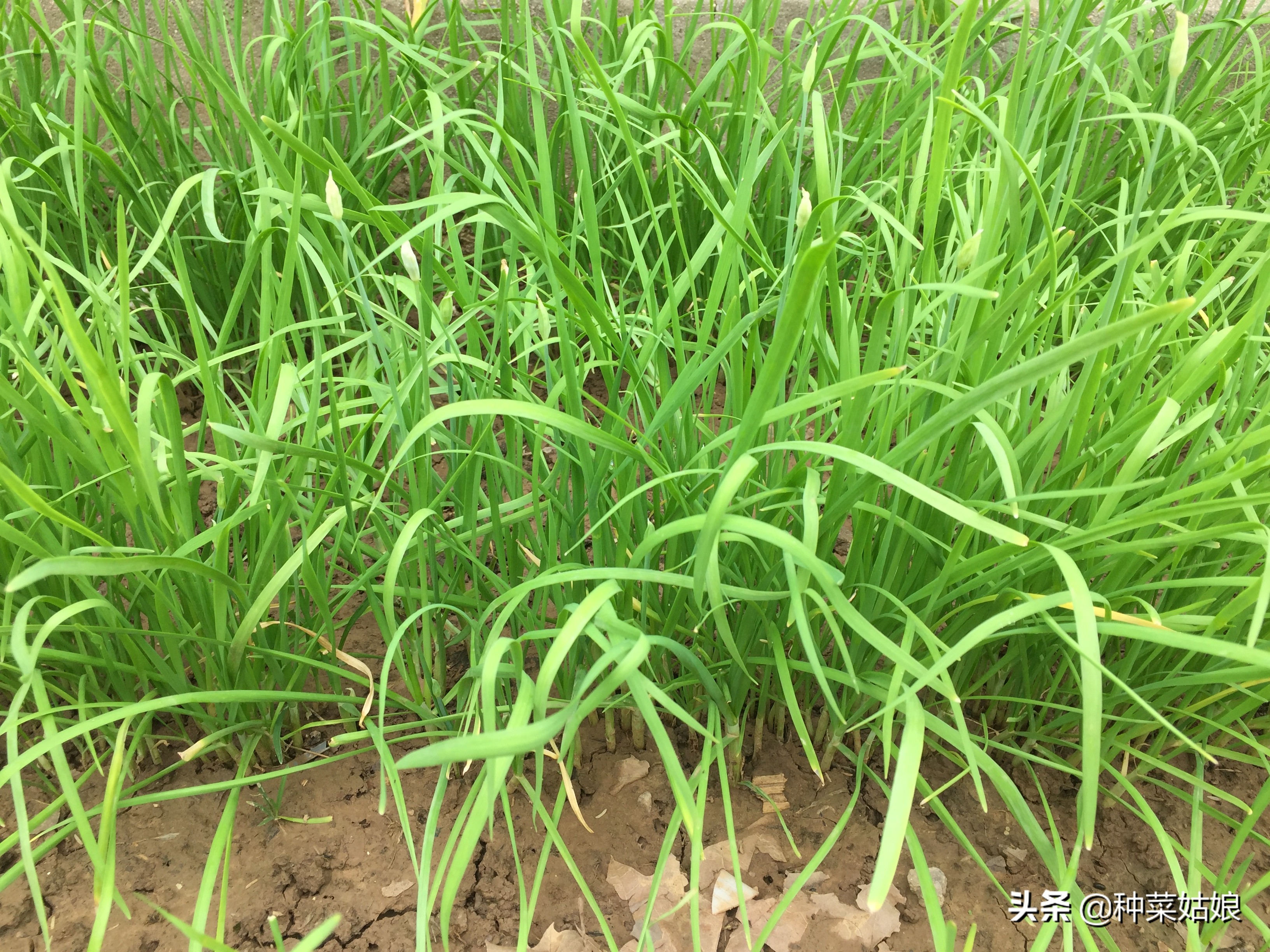 移栽韭菜时韭菜叶要剪掉吗,种韭菜定植四项要点