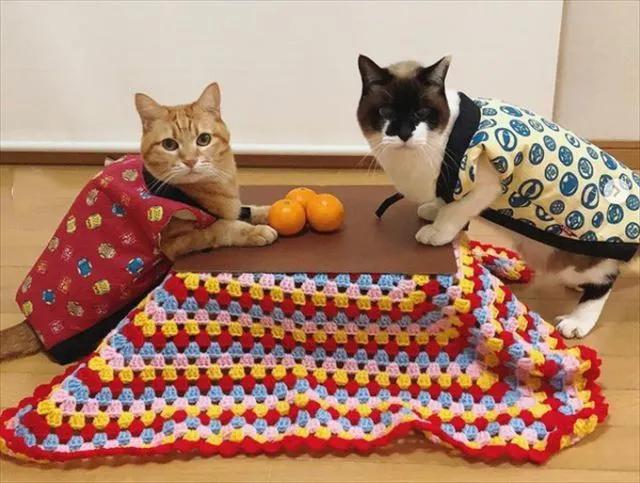 日本人为什么喜欢吃橘子,日本过年为什么吃橘子