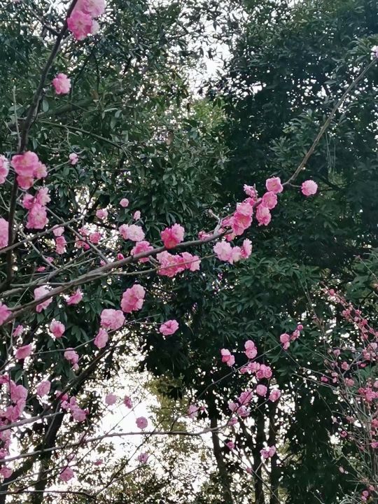 我的花匠旗舰店,我的花木兰