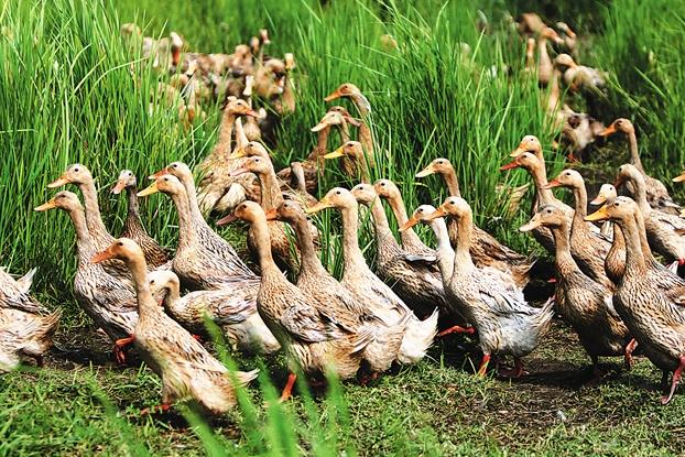 养鸭人必读，鸭传染性浆膜炎的症状及防治