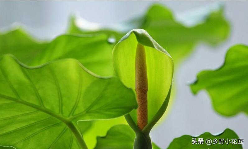 叶片厚的海芋,海芋的花特征