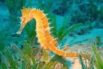 渔民海鲜大全,渔民整理的海鲜河鲜大全