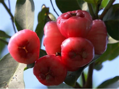 莲雾果种植,莲雾果种植技术