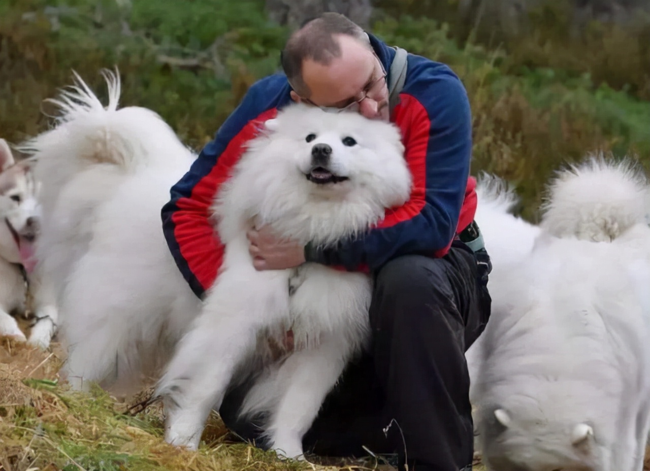 狗子总是舔主人代表什么,狗狗知道主人亲它的含义吗