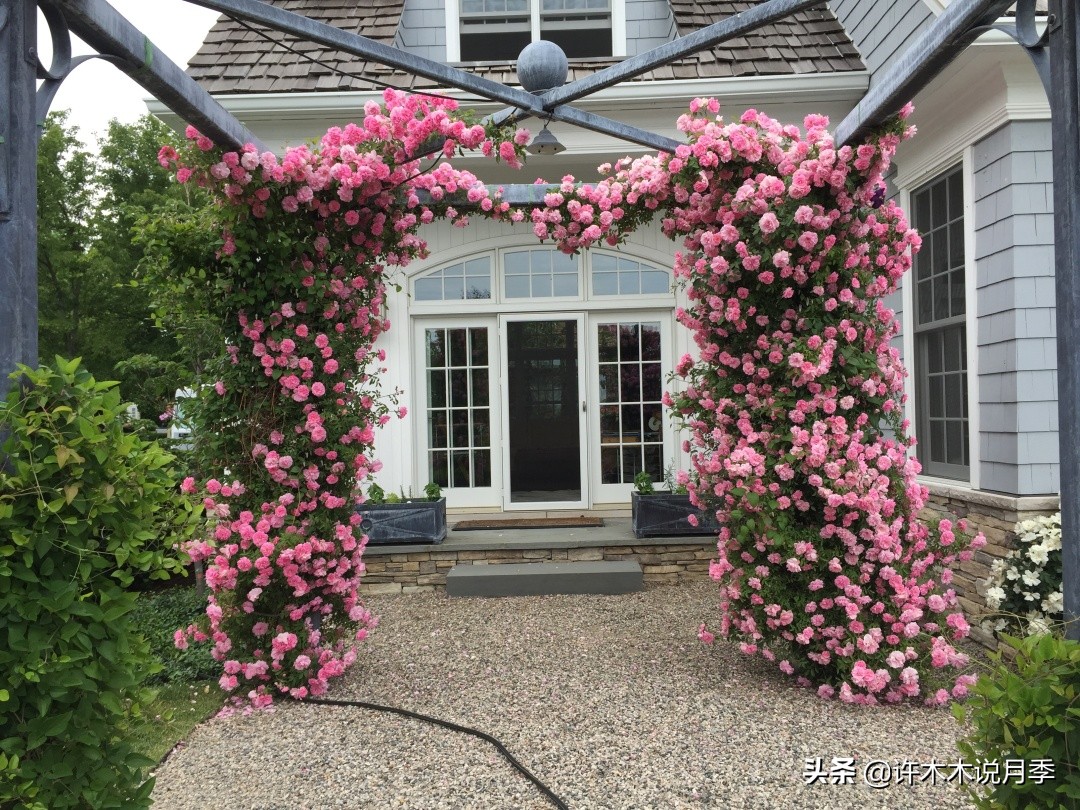 最好种植的藤本月季，种下一颗小苗，收获一片花海
