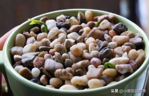 吃完的水果不要扔试试在家就能种,吃完的水果种子