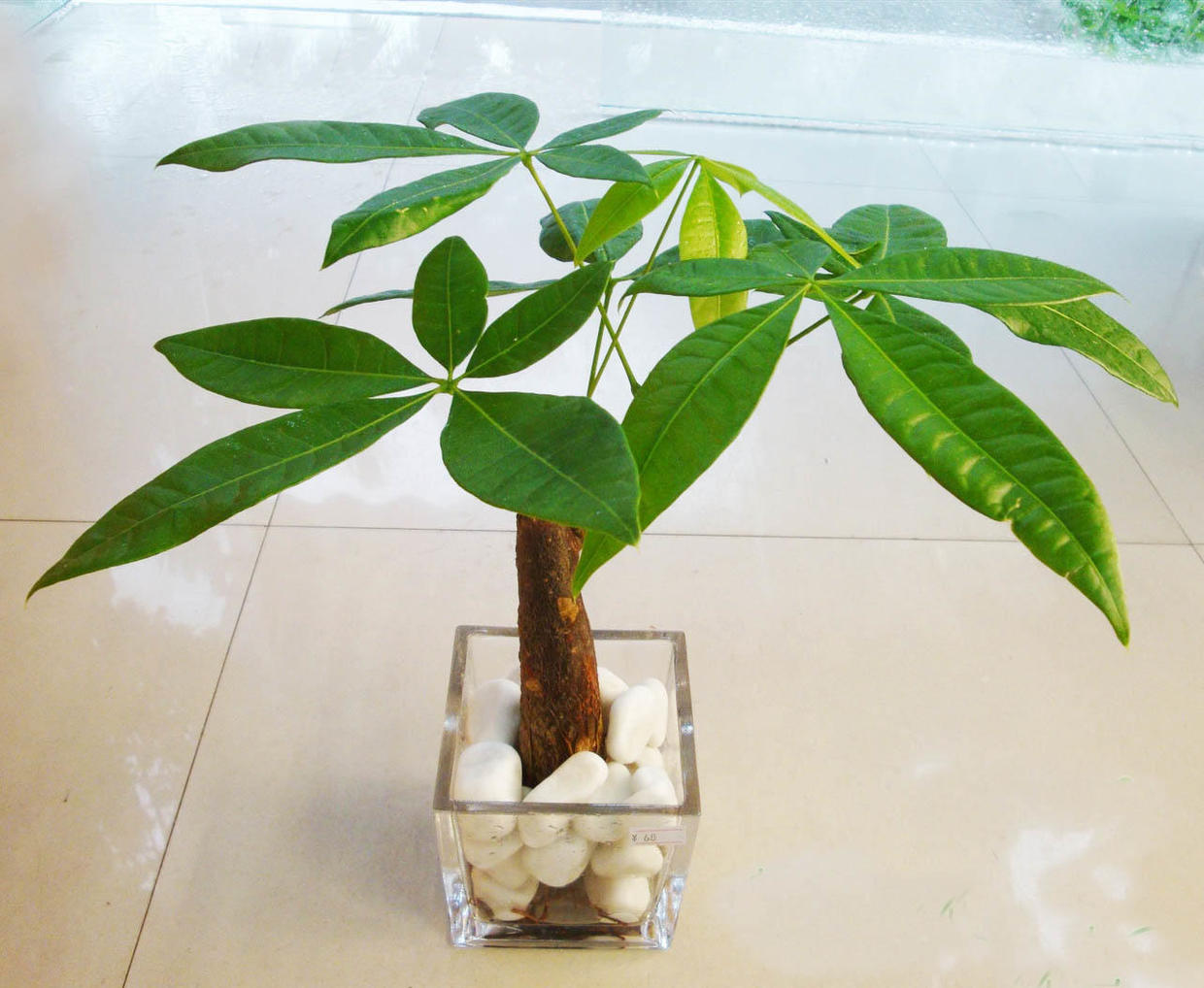 不会养文竹掌握4个方法枝叶翠绿,不会养栀子花教你6个方法