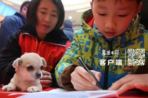 湖北省孝感市养犬规定,湖北出台养犬条例金毛算大型犬吗