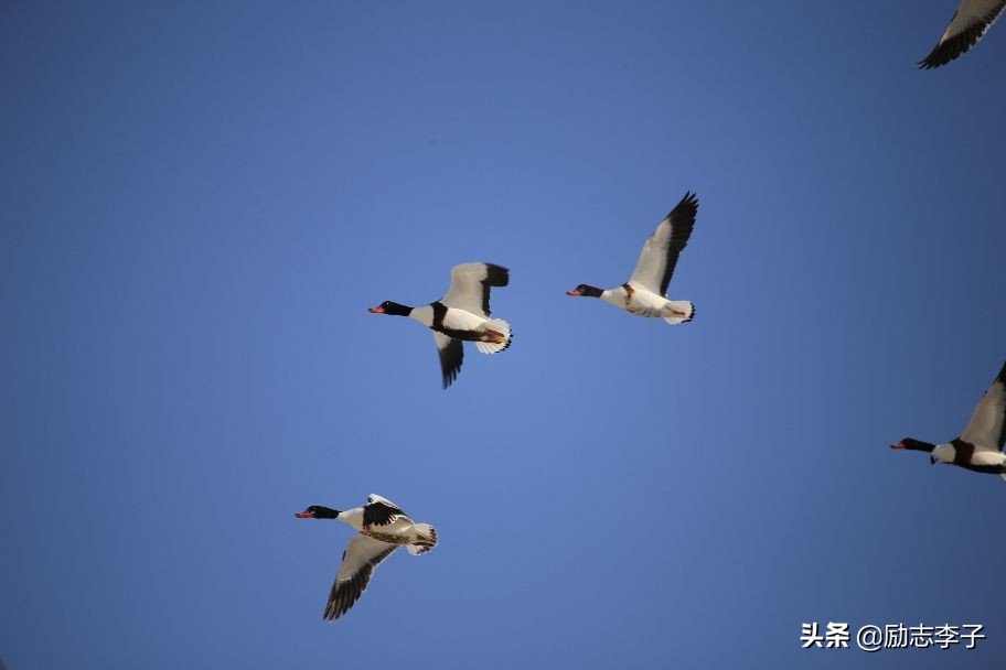 宁夏候鸟,候鸟监测简报