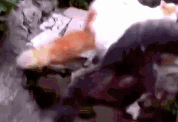 猫咪不小心受伤了,猫咪受伤不让碰怎么治疗