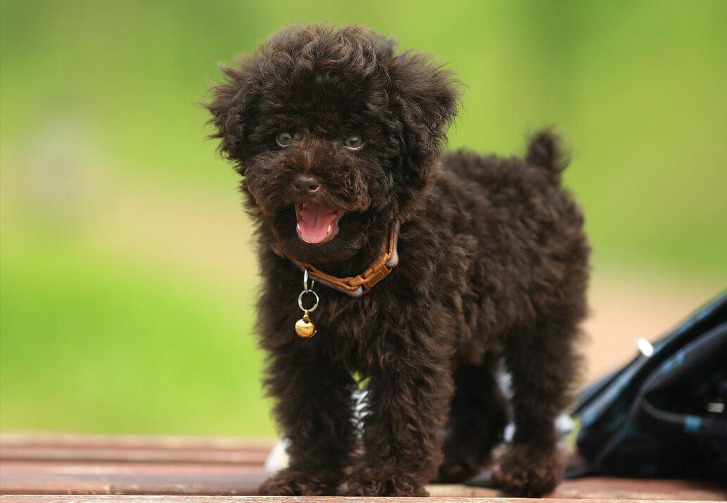 泰迪出现这几种异常行为，是因为它“缺爱”